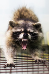 raccoon, open mouth, teeth - 191390604