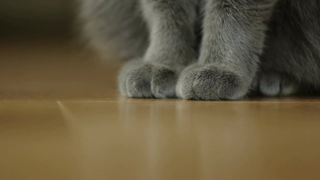 Closeup of the paw of a fluffy gray cat sitting in a room on a parquet wooden floor. The cat gets up and leaves