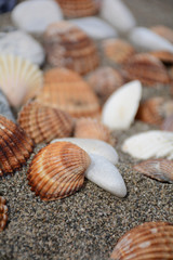 Sea shells on the sand