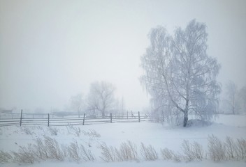 Birches in the fog in winter