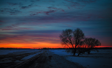 Tree on a winter road
