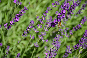 Obraz premium Little bee on purple lavender flower