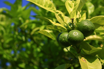 Green oranges