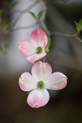 Pair of dogwood blooms