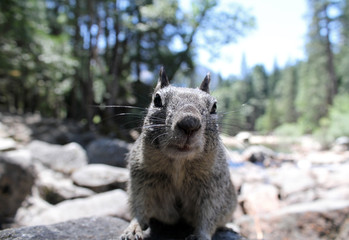 Squirrel in Yosemite national park, California