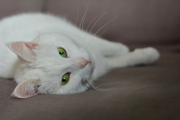 white cat looking straight to camera