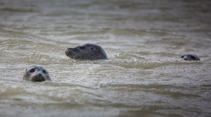 Obraz premium regard de phoques 