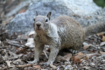 Obraz premium Adorable squirrel in Yosemite national park, USA 
