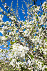 Apple blossom branch