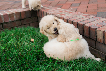 golden retriever puppies
