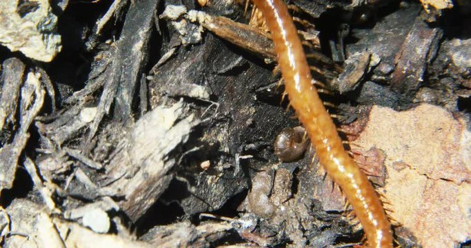 Centipede with Many Legs thats Yellow Orange Macro Close Up, 4K
