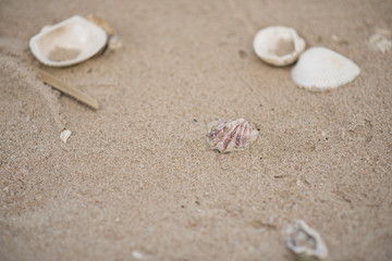 Fototapeta na wymiar Shell on the sand at the beach.