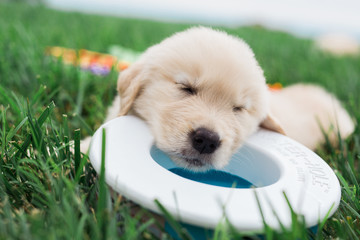 golden retriever puppies