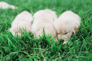 golden retriever puppies