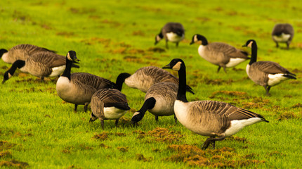 Wild geese on the meadow nibbling the grass, green juicy grass © Q77photo