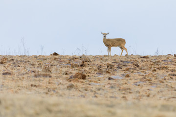 Awaiting Spring's Return