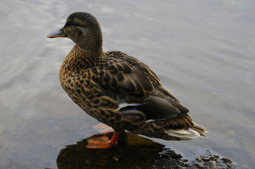 Duck looking away