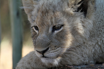 Fototapeta premium Young sleepy lion in the shade