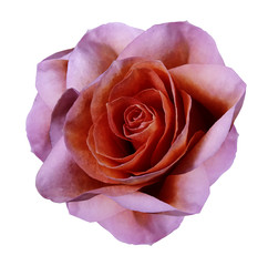 Rose pink-red flower  on white isolated background with clipping path.  no shadows. Closeup.  Nature.