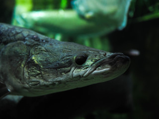  Arapaima gigas scary fish