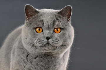 Britisch Kurzhaar Katze