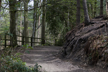 Path in the forest