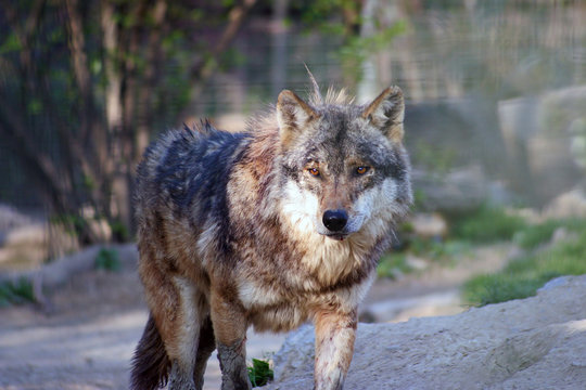 Wolf in Zagreb Zoo, Croatia