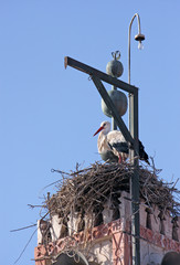 Stork nest over the roofs of Marrakesh, Morocco