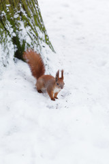 Cute red squirrel in the winter forest.