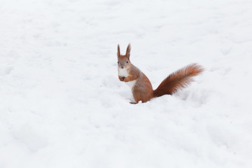 Cute red squirrel in the winter forest.
