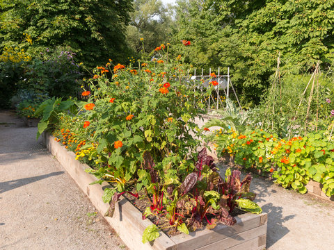 Raised garden beds in community garden