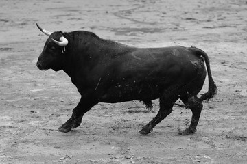 bull in spain