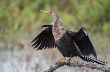 Anhinga