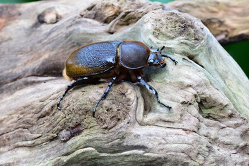 A female Hercules beetle rests on a log in its environment.