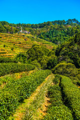 Landscape View at Tea Plantation 2000