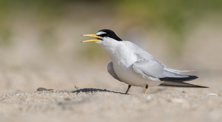 Obraz premium Least Tern