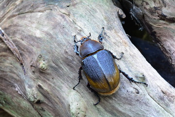 A female Hercules beetle rests on a log in its environment.