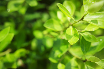 Green plant foliage spring background. green leaves on branches plants.