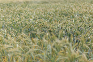 An above blurred view of a row of half ripe organic green and yellow stalks of wheat in the field in the countryside