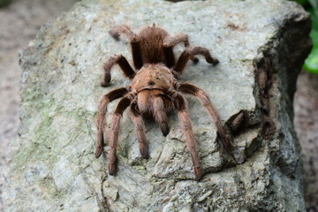 Tarantula spider sunning itself on a rock in its environment.