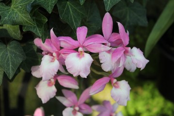 BEAUTIFUL PINK AND WHITE ORCHIDS