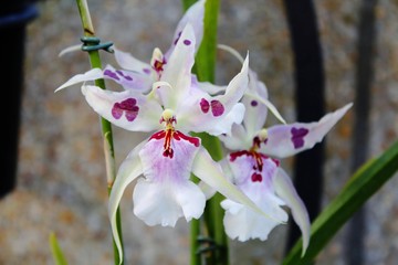 BEAUTIFUL PINK AND WHITE ORCHIDS