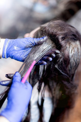 Obraz premium brunette hair coloring.