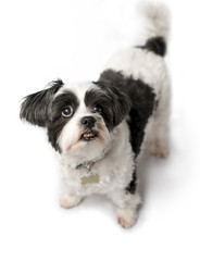 Cute, adorable and cuddly black or grey and white Lhasa Apso dog isolated on a pure white studio background