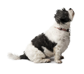 Cute, adorable and cuddly black or grey and white Lhasa Apso dog isolated on a pure white studio...