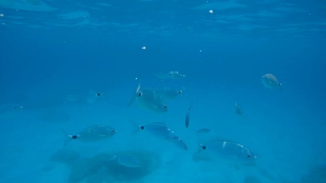 Fischschwarm