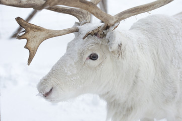 reindeer in its natural environment in scandinavia