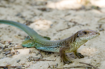 Ameiva ameiva common lizard
