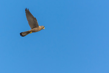 A Little Falcon Carefully Searching for Its Prey