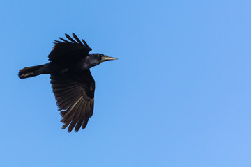 A Black Crow Flying in the Winter Sun in Search for Food